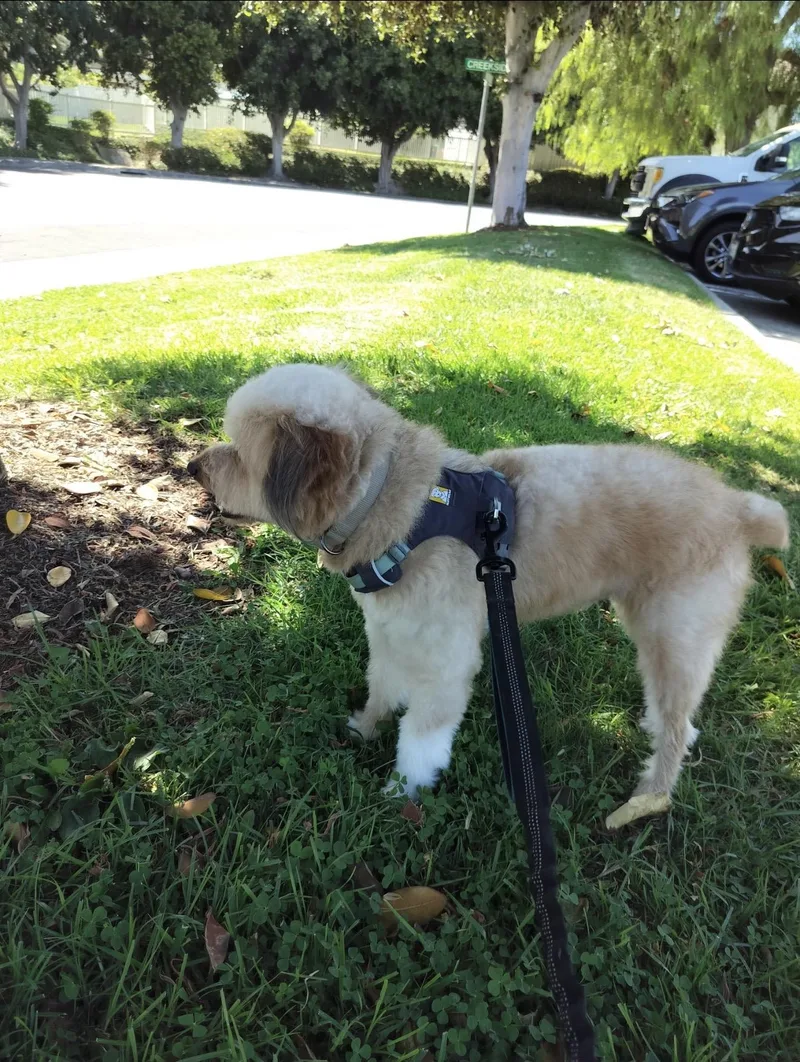 A young small-sized male Aussiedoodle dog named Leo The Smart for adoption in Citrus Heights, CA
