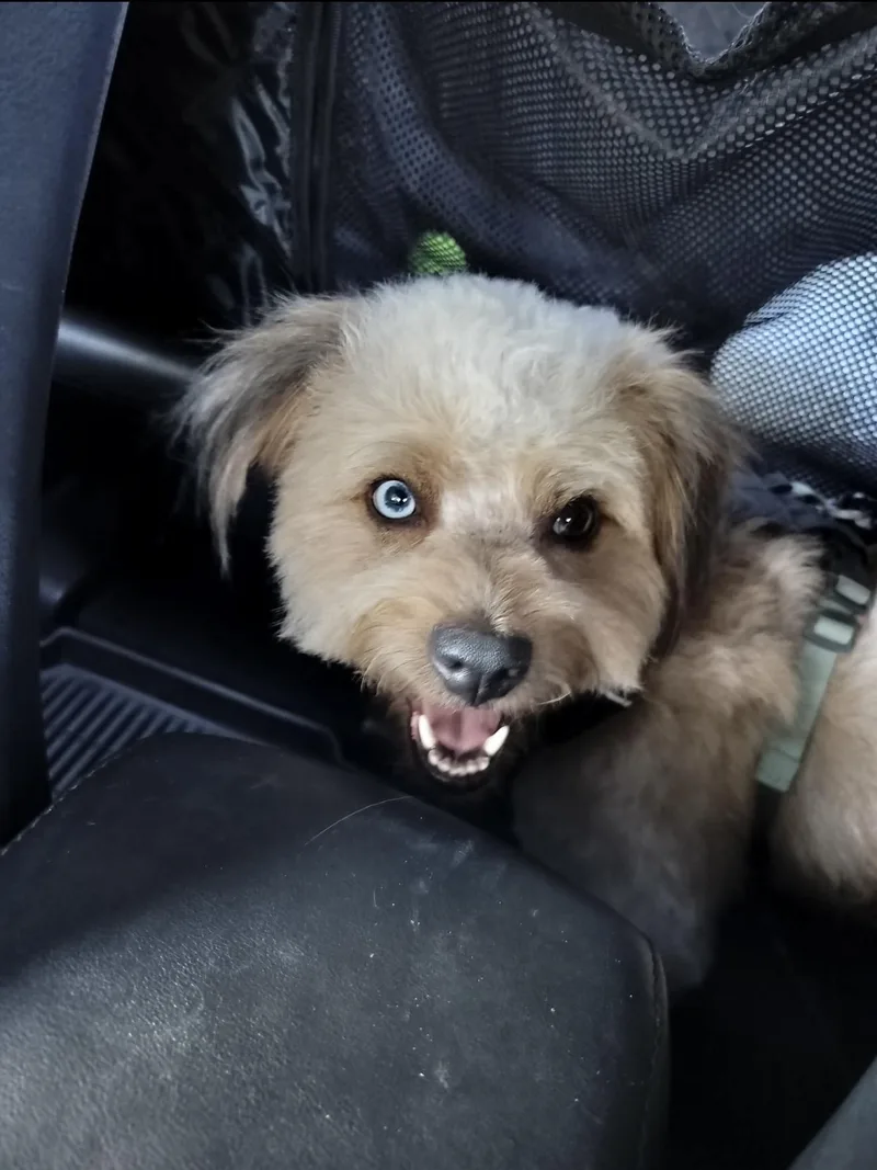 Leo  The Smart thumbnail 3