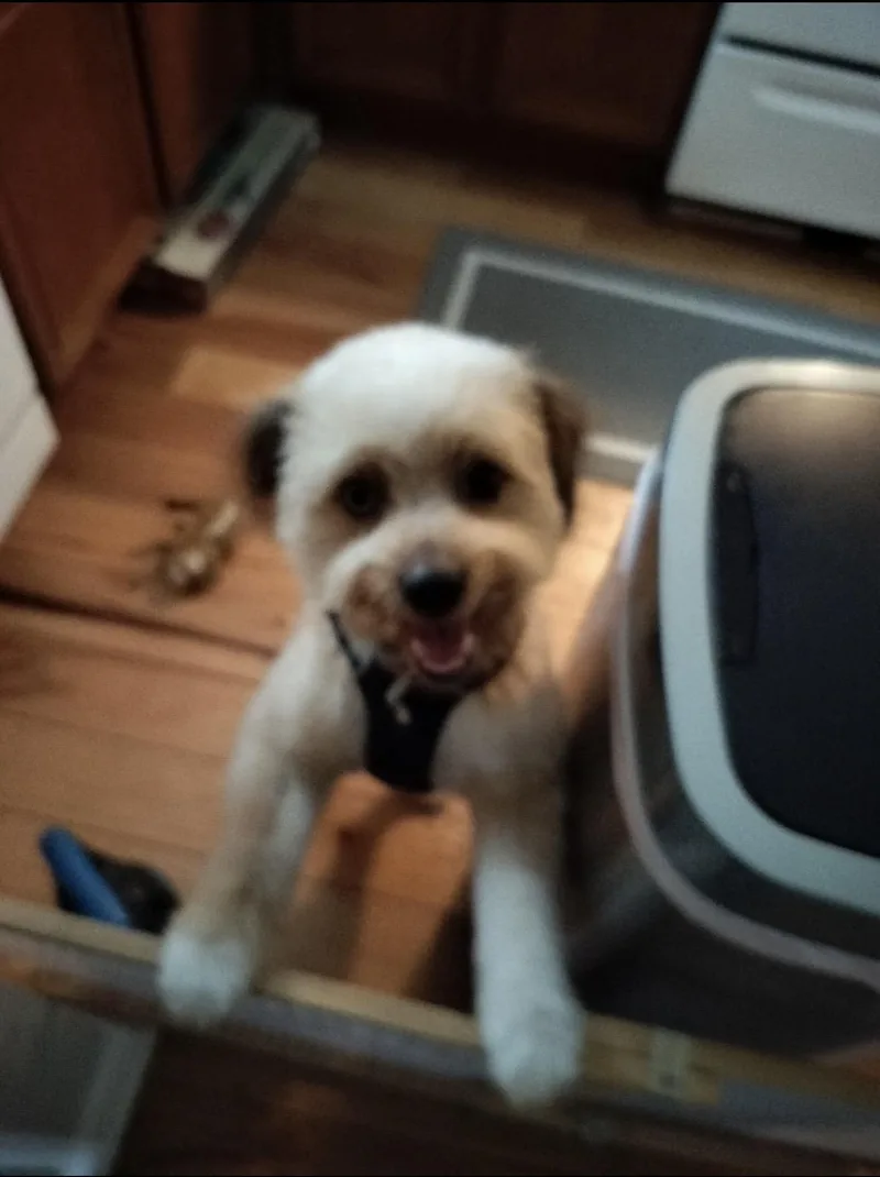 Leo  The Smart thumbnail 4