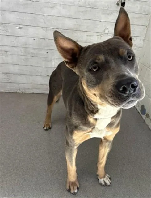 An adult medium-sized male Pit Bull Terrier dog named Niko for adoption in San Bernardino, CA