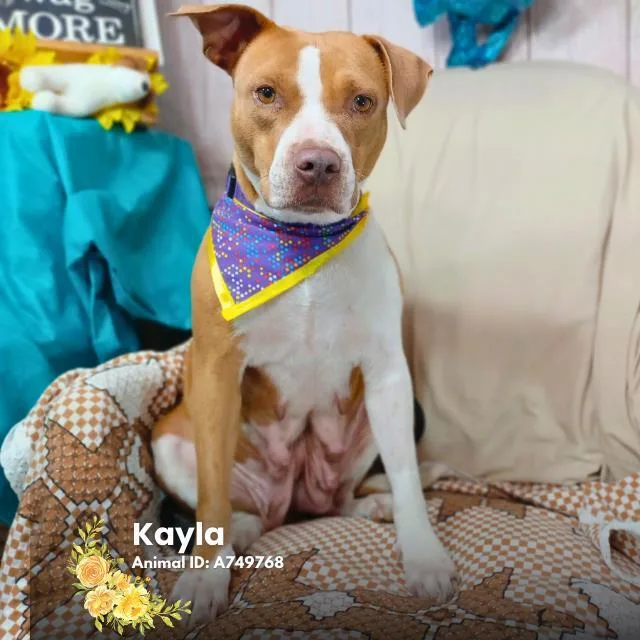 An adult medium-sized female American Staffordshire Terrier dog named Missy for adoption in San Antonio, TX