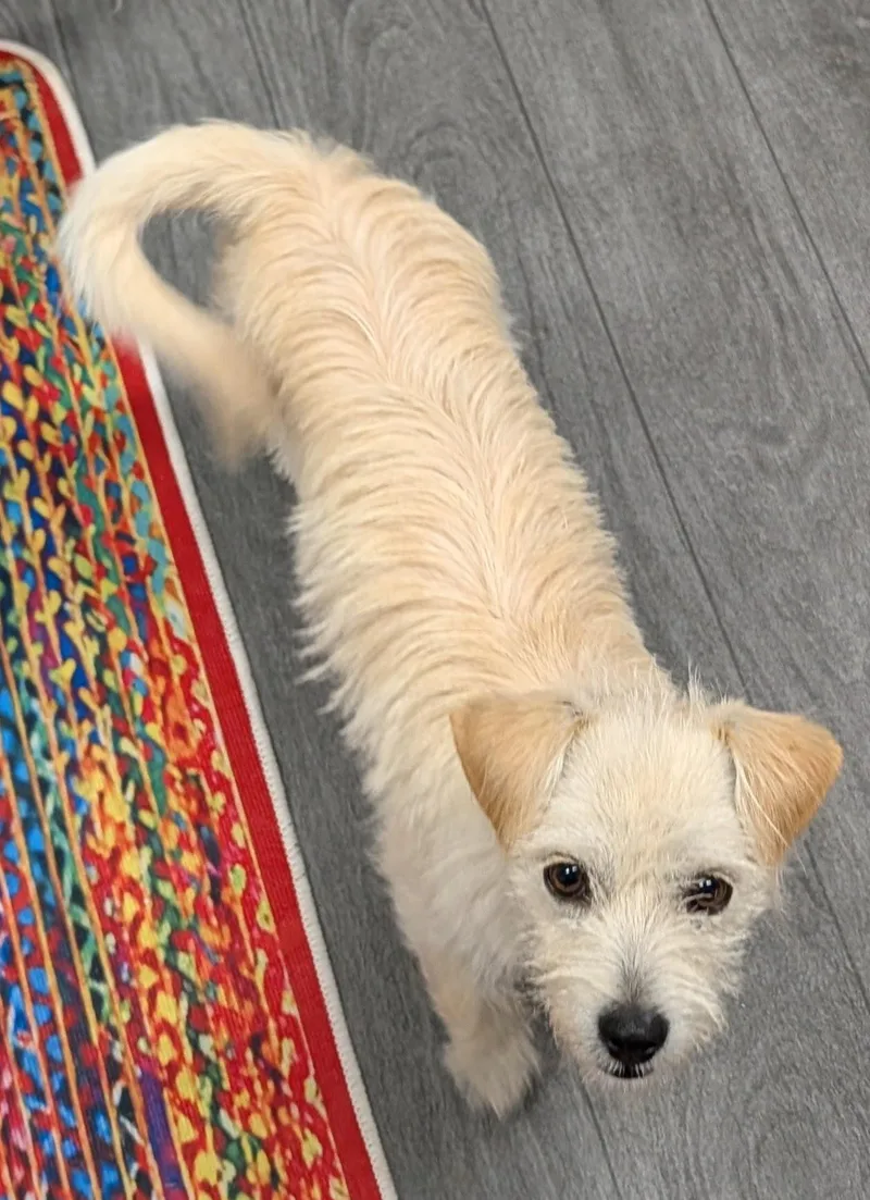 A young small-sized female White / Cream Chihuahua dog named Frannie for adoption in Ephrata, WA