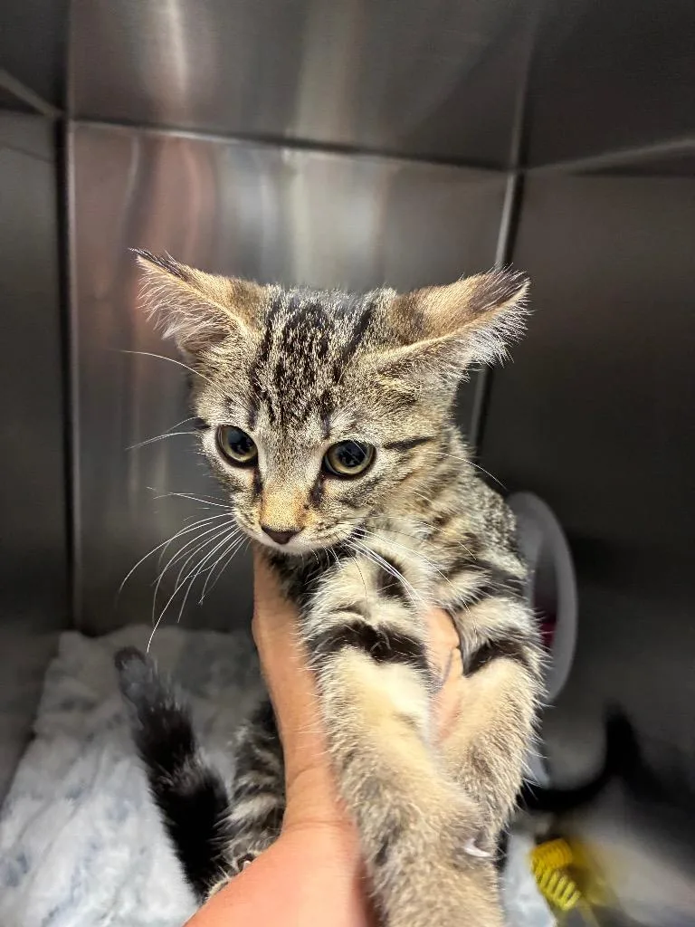 A baby medium-sized female Domestic Short Hair cat named Monroe for adoption in Bloomington, IN
