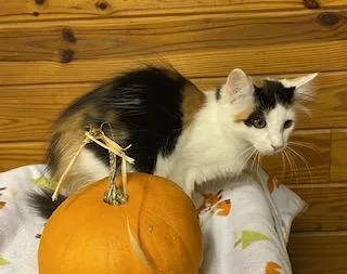 Kristine beautiful calico