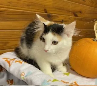 Kristine  beautiful calico thumbnail 2