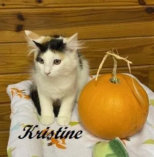 Kristine  beautiful calico thumbnail 3