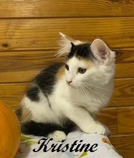 Kristine  beautiful calico thumbnail 4