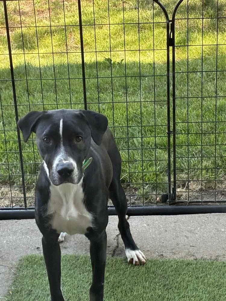 An adult large-sized male Tricolor (Brown, Black, & White) Labrador Retriever dog named Ruben for adoption in Colorado Springs, CO