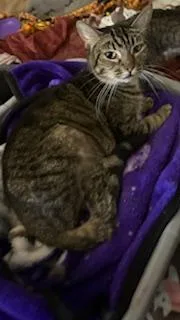 Mouse Wantanabe thumbnail 2