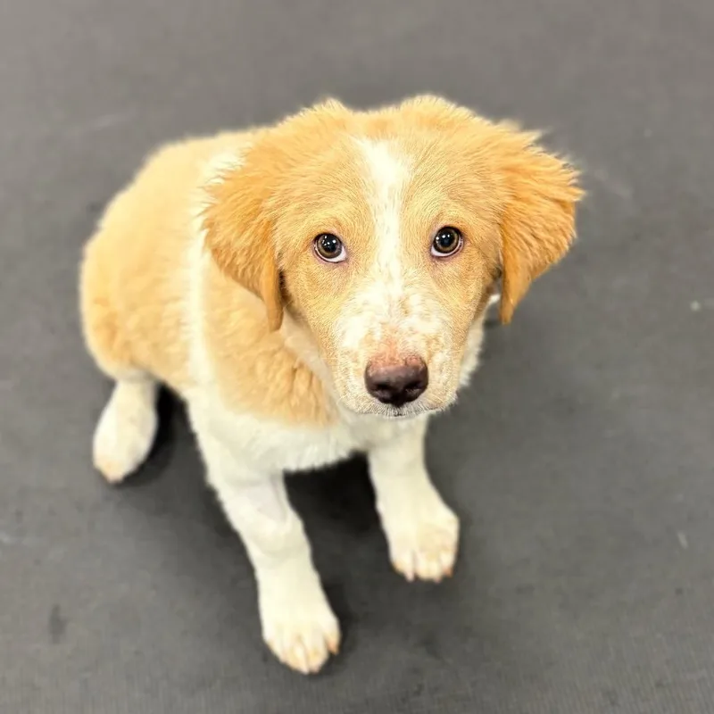 A baby medium-sized female Yellow / Tan / Blond / Fawn Mixed Breed dog named Artemis for adoption in New York, NY