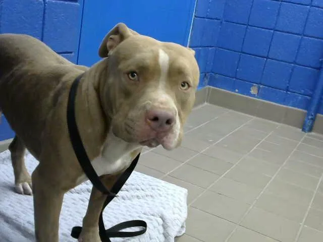 A young medium-sized male Pit Bull Terrier dog named Bronk for adoption in Albuquerque, NM