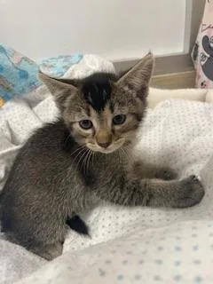 A baby small-sized male Black Abyssinian cat named Bear for adoption in Parlier, CA