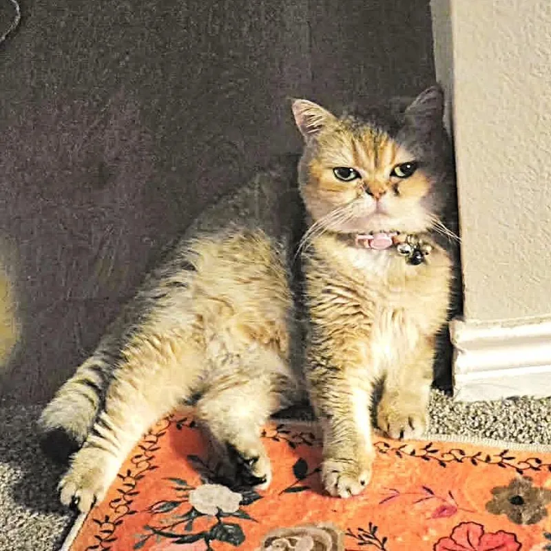 An adult medium-sized female Buff / Tan / Fawn Exotic Shorthair cat named Chloe for adoption in Austin, TX