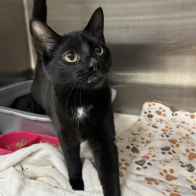 An adult medium-sized female Black Domestic Short Hair cat named Law & Order for adoption in La Grange Park, IL