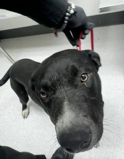 A young medium-sized male Pit Bull Terrier dog named Ontario for adoption in Oakland, CA