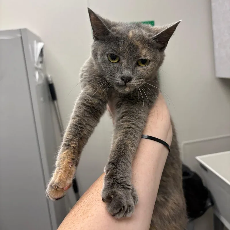 A young small-sized female Gray / Blue / Silver Domestic Short Hair cat named Melisandre for adoption in Columbiana, AL