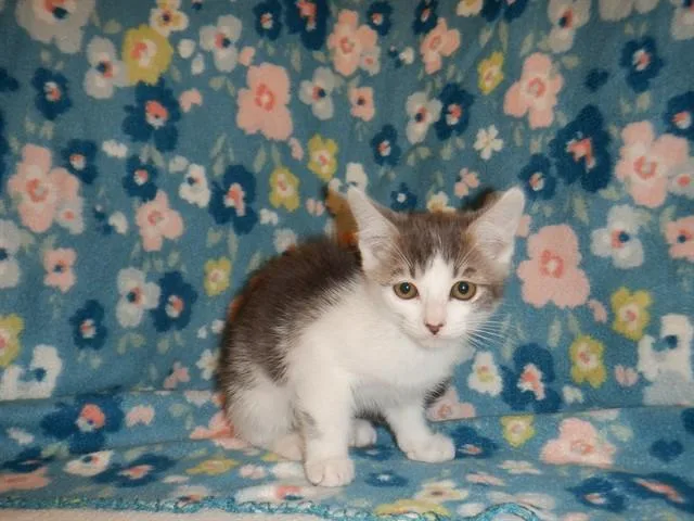 A baby small-sized female Domestic Short Hair cat named Jingle for adoption in San Jose, CA