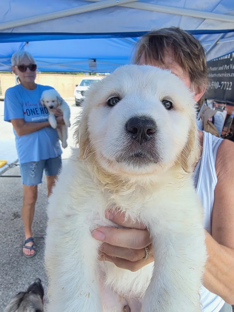 A baby large-sized female Great Pyrenees dog named Scootch DFW for adoption in Quinlan, TX