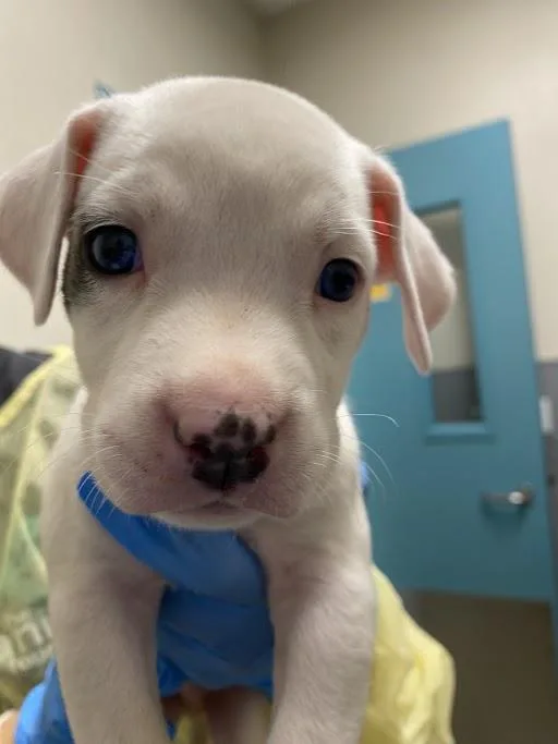 A baby small-sized male Pit Bull Terrier dog named Otis In Maintenance for adoption in Las Vegas, NV
