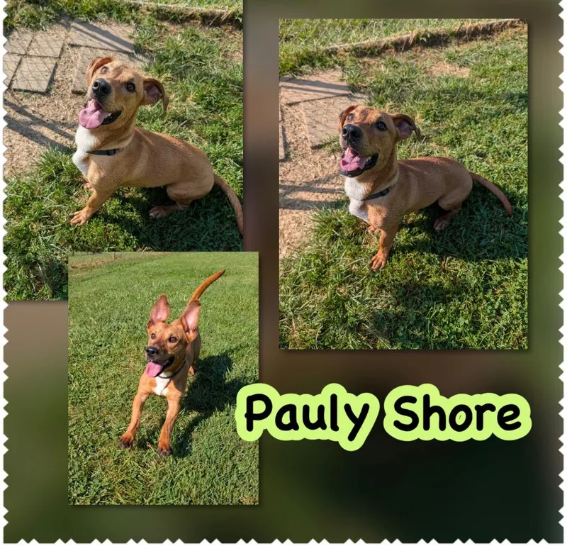 Pauly Shore