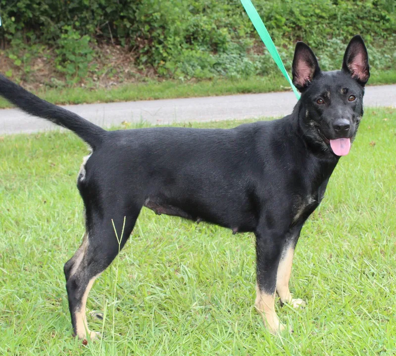 A young large-sized female Shepherd dog named Barbie for adoption in Prattville, AL