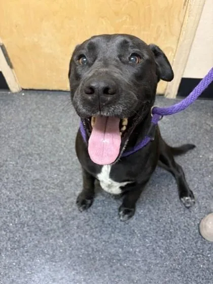 A young small-sized male Labrador Retriever dog named Roger for adoption in Roseville, CA