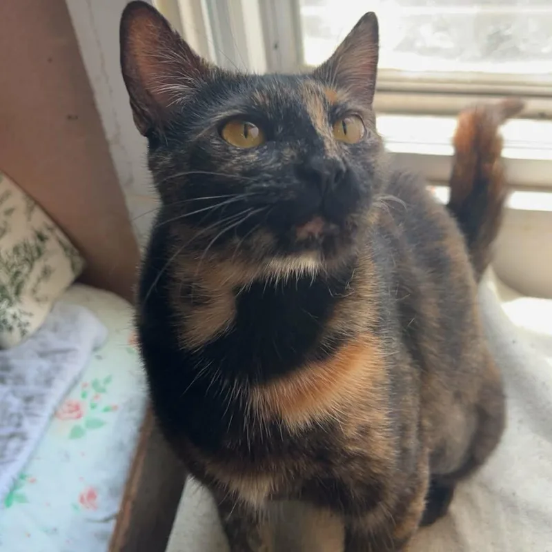 A young medium-sized female Tortoiseshell Domestic Short Hair cat named Dawn for adoption in Fort Oglethorpe, GA