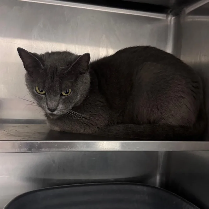 An adult medium-sized female Gray / Blue / Silver Domestic Short Hair cat named Jenga for adoption in Middleburg, FL