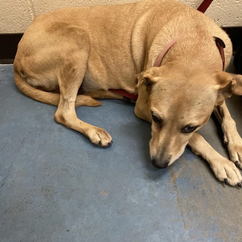 A young medium-sized female Mixed Breed dog named Bella for adoption in Memphis, TN