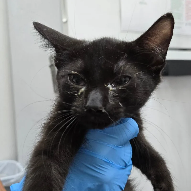 A baby small-sized male Black Domestic Short Hair cat named Dickens for adoption in Newark, NJ