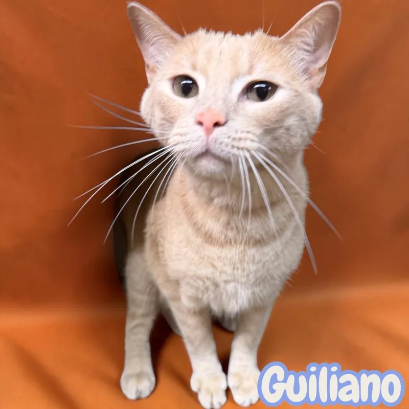 A young medium-sized male Domestic Short Hair cat named Guiliano for adoption in Sorrento, LA