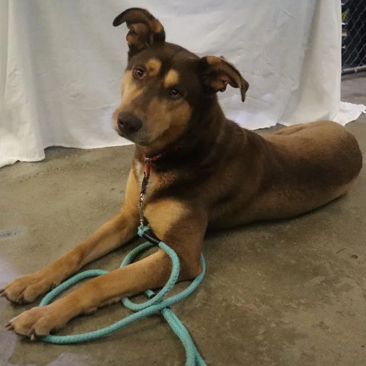 An adult large-sized male Shepherd dog named Kipper Paws Behind for adoption in Goshen, KY
