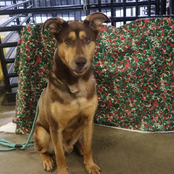 Kipper  Paws Behind thumbnail 2