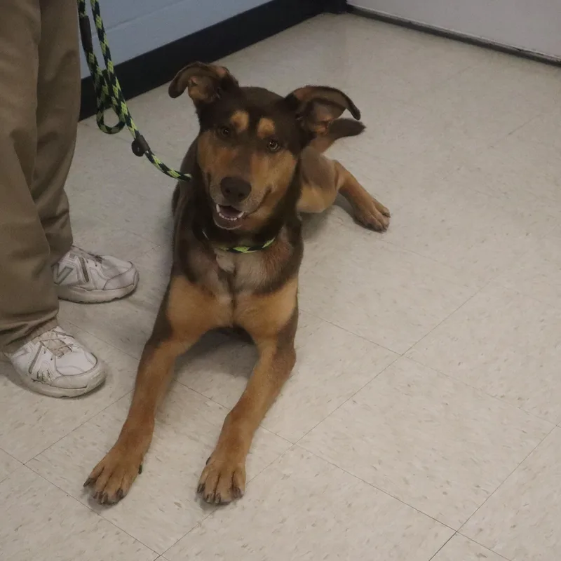 Kipper  Paws Behind thumbnail 3