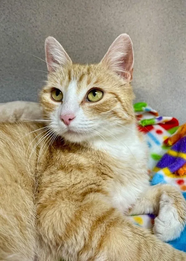 An adult medium-sized female Domestic Short Hair cat named Sunshine for adoption in Skillman, NJ
