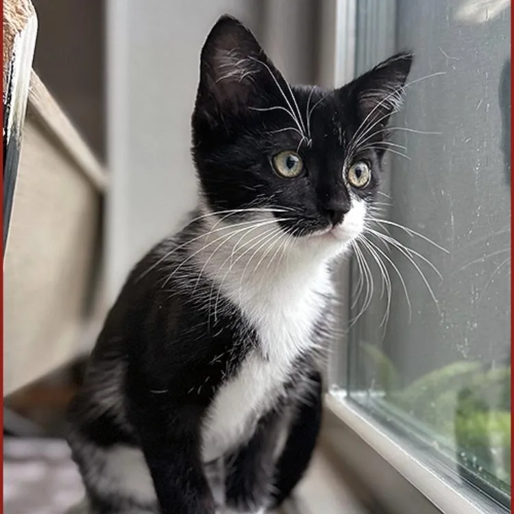 A baby large-sized female Black & White / Tuxedo Domestic Short Hair cat named Ava for adoption in Lodi, CA