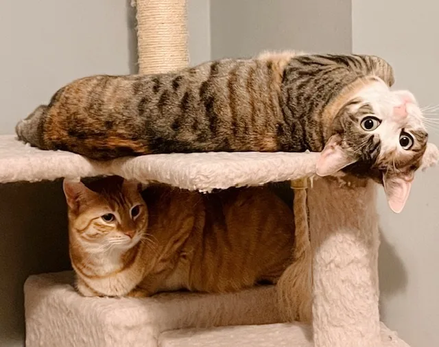 Shorti Bonded With Hoagie thumbnail 2