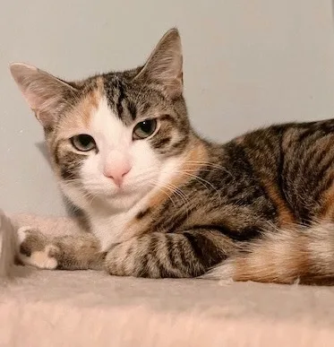 Shorti Bonded With Hoagie