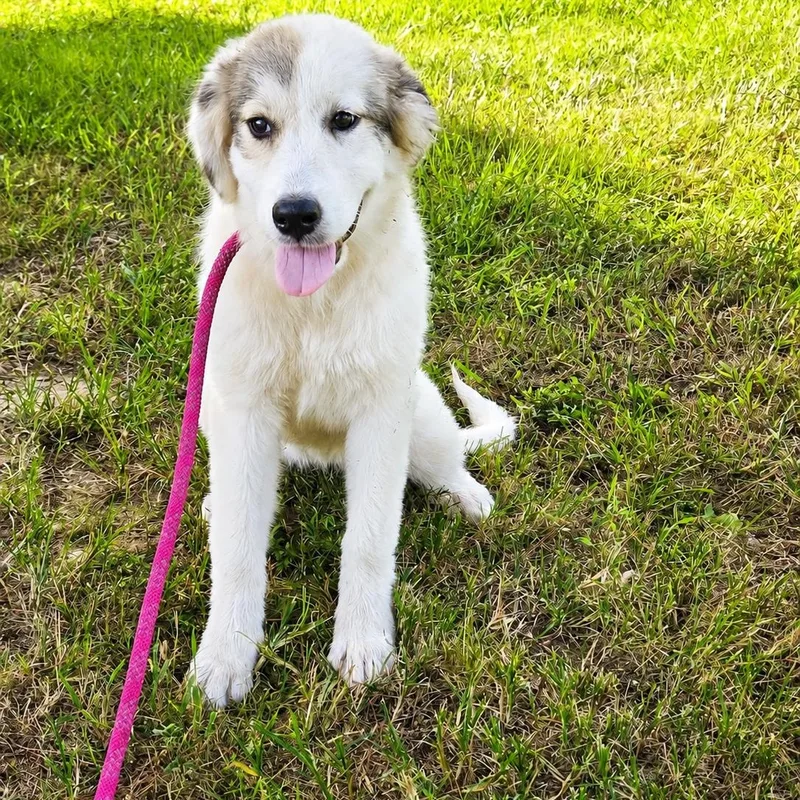 A young large-sized female Apricot / Beige Great Pyrenees dog named Moonpie for adoption in Tylertown, MS