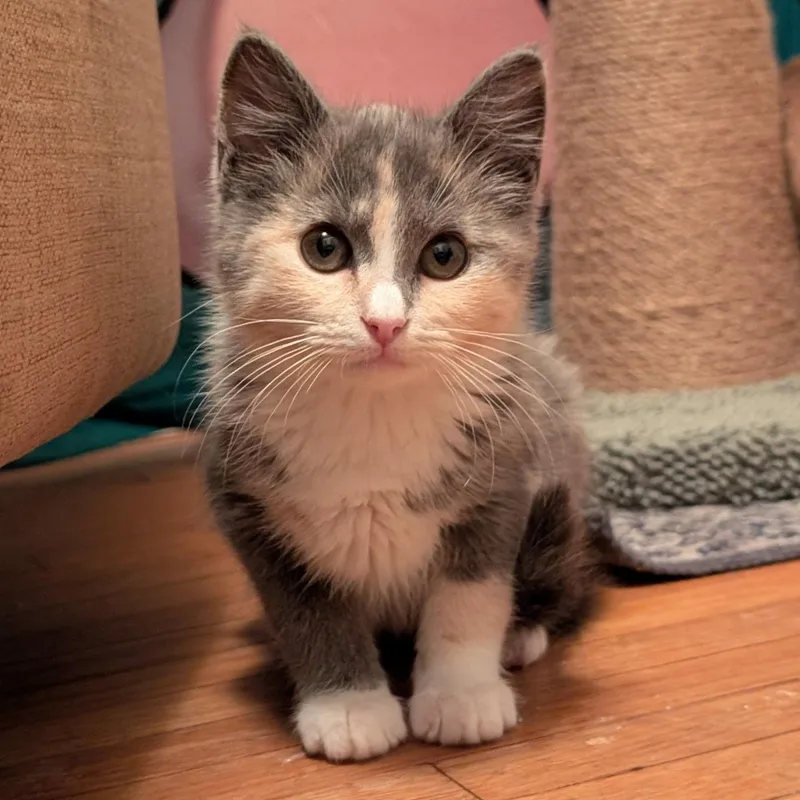 A baby medium-sized female Dilute Calico cat named Nutella for adoption in Hyattsville, MD