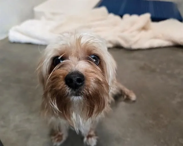 A young small-sized male Yorkshire Terrier dog named Doug for adoption in Olathe, KS