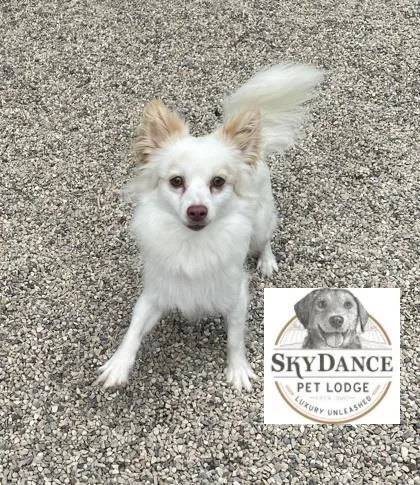 A baby small-sized male Chihuahua dog named Elliott for adoption in Burlington, WI