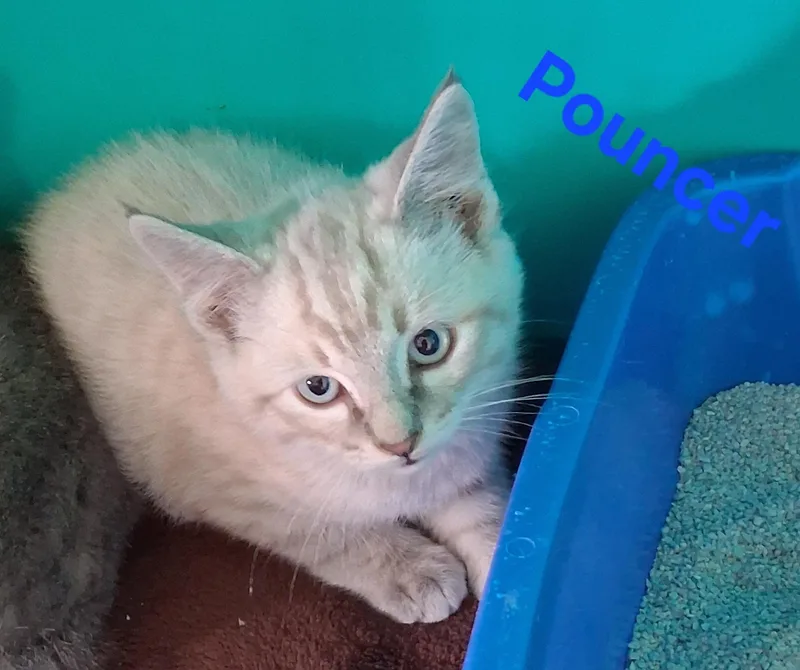 Pouncer
