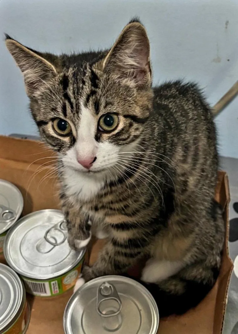 A baby medium-sized female Domestic Short Hair cat named Bunny for adoption in Naugatuck, CT