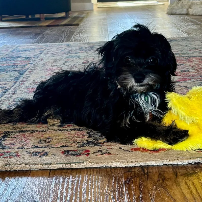 A baby small-sized female Black Havanese dog named Emerald for adoption in Prescott, AZ