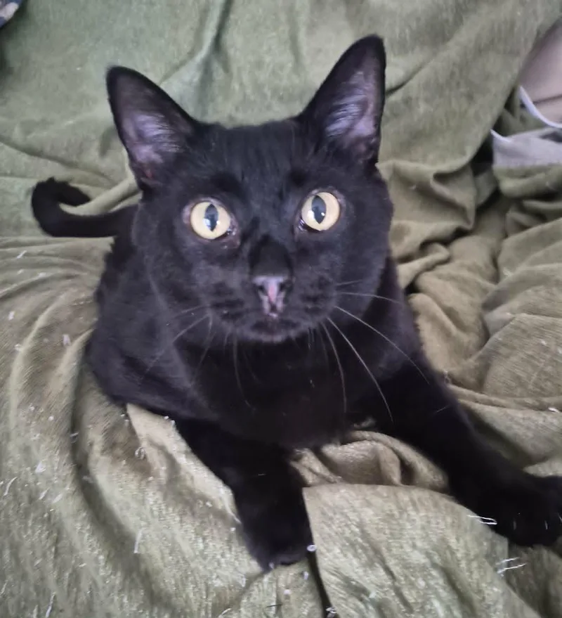 An adult large-sized female Domestic Short Hair cat named Charlotte for adoption in Clayton, NC