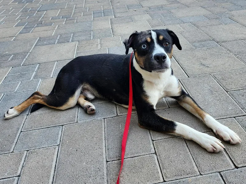 A young medium-sized male Beagle dog named Asiago for adoption in Elk Grove, CA