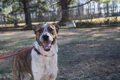 A young medium-sized male Plott Hound dog named Costello for adoption in Paducah, KY