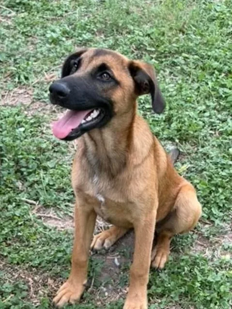 A baby medium-sized male Bicolor Shepherd dog named Thursday for adoption in Vernon, CT