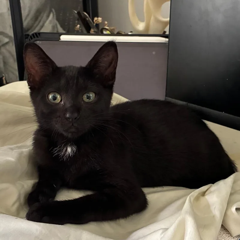 A baby small-sized female Black Domestic Short Hair cat named Kitsy for adoption in Jupiter, FL